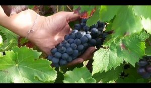 Les viticulteurs autorisés à planter de la vigne où bon leur semble