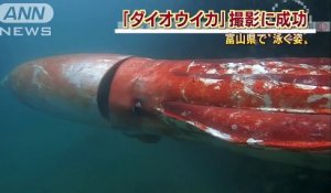 CHOC ils ont filmé un calamar géant remonté à la surface !