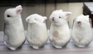 Des bébés lapins trop mignons dans des verres