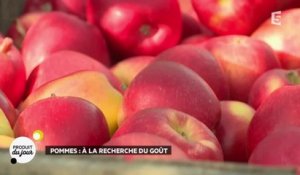 Pommes : à la recherche du goût