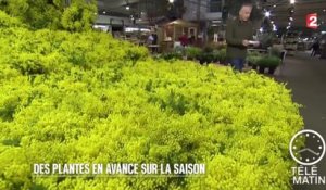 Jardin - Mimosa et violettes en duplex de Rungis - 2016/01/08