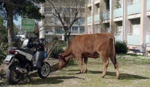 La Vache - Bande-annonce [HD, 720p]