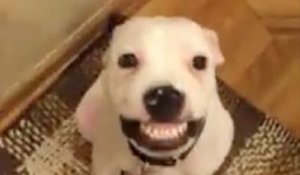 Un pitbull fait des sourires sur commande