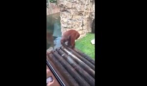 Cet orang-outan est très agile sur une corde! En mode funambule