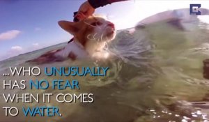 Ce chat borgne adore faire du surf à Hawaï