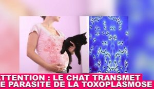 Attention ! Le chat peut transmettre le parasite de la toxoplasmose ! Plus d'infos dans la minute chat #100