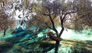 La récolte des olives à Piégon