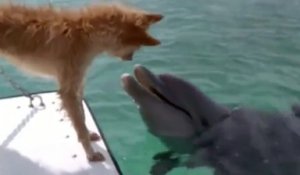 Un dauphin sauve un chien de la noyade