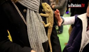 La folie des reptiles au Salon Paris animal Show