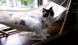 Un chat apprend à monter dans son hamac