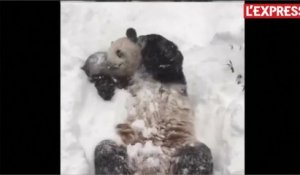 Le panda du zoo de Washington batifole dans la neige