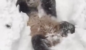 Un panda est très heureux suite à  la tempète de neige à Washington