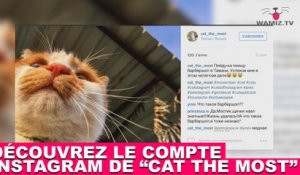 Découvrez le compte Instagram de “Cat The Most” ! Tout de suite avec Wamiz TV dans la minute chat #110