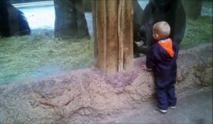 Un bébé gorille joue à cache-cache avec un enfant humain - Adorable