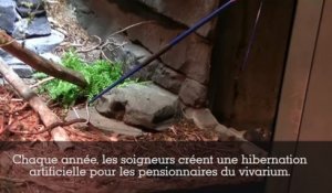 L'hibernation des animaux au Parc Zoologique de Paris