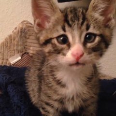 Bum Le Chaton Mignon Au Regard Inquiet Sur Orange Videos