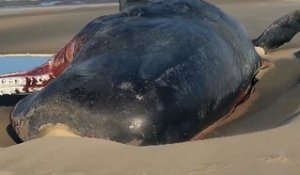 Un cachalot échoué sur la plage de Marck