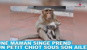 Une maman singe prend un petit chiot sous son aile ! L'incroyable histoire dans la minute chien #124