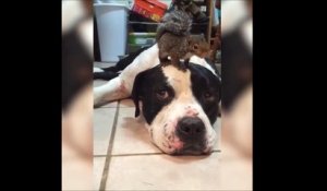 Un chien protège son pote l’écureuil du chat méchant