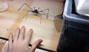 Jouer avec une araignée géante !!