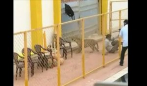 En Inde, un léopard entre dans une école et fait six blessés