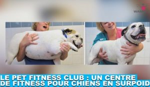 Le Pet Fitness Club : Un centre de fitness pour chiens en surpoids ! Découvrez-le dans la minute chien #125