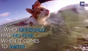 Ce chat borgne est un très bon surfeur!