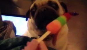 Un chien fait pour les glaces... La taille de la langue!!!!