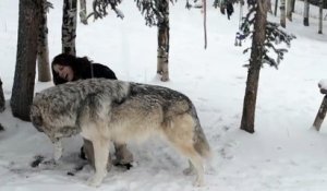 Une femme joue avec un loup énorme comme si c'etait un chien