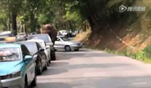Un éléphant abîme 19 voitures après un chagrin d'amour