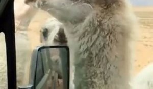 Babine d'un dromadaire coincée avec la vitre d'une camionnette