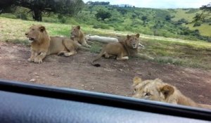Un lion ouvre une portière de voiture pendant un safari : flippant