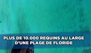 Plus de 10.000 requins au large d'un plage de Floride