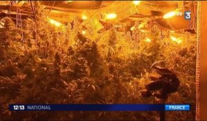 Nord : au moins 4 000 pieds de cannabis découverts