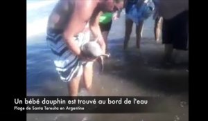 Des touristes tuent un bébé dauphin pour quelques photos