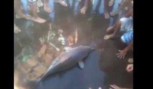 Un bébé dauphin mort pour quelques photos