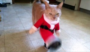 Ce chat déteste son costume de noel