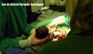 Première naissance par césarienne d'un bébé gorille au zoo de Bristol