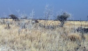 Un rhinocéros s'en prend violemment à une voiture lors d'un safari