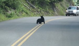 Une bagarre sur la route qui vous oblige à s’arrêter !