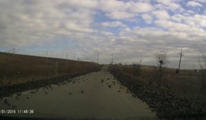 Des milliers d'oiseaux recouvrent une route en russie. Terrifiant