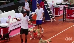 Des chiens de refuges font les ramasseurs de balles à l'Open de Tennis de Sao Paulo
