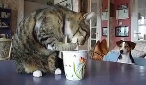 Ce chat boit dans sa tasse et nargue le pauvre chien qui le regarde