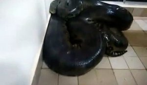 Ce type a failli mourir en voulant toucher un anaconda !