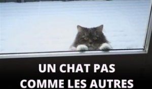 Instant meûgnon : le chat-qui-aimait-la-neige