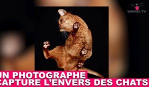 Un photographe capture l’envers des chats ! Les images dans la minute chat #149