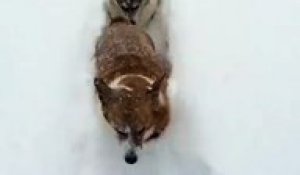 Un petit train de chiens Corgi dans la neige