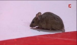 Vivement Dimanche : une souris sème la panique sur le plateau
