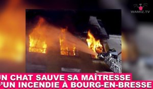 Un chat sauve sa maîtresse d'un incendie à Bourg-en-Bresse ! L'histoire dans la minute chat #153