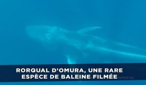 Rorqual d’Omura, une rare espèce de baleine filmée